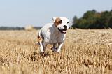 STAFFIE 006
